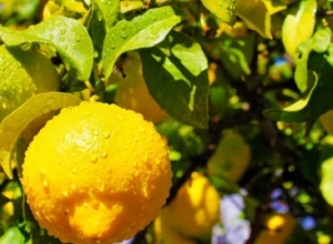 Fuqia kurative e gjetheve të limonit, si t’i përdorni